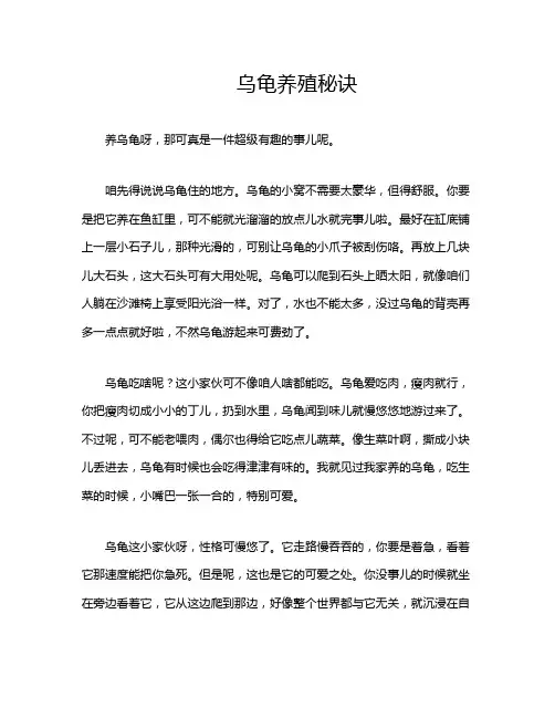 乌龟养殖秘诀