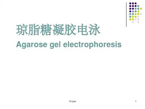 琼脂糖凝胶电泳详细过程与步骤ppt课件