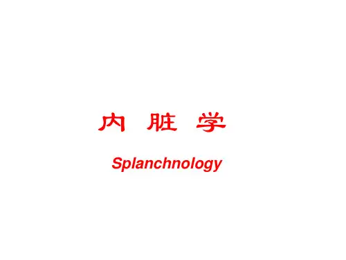 第十一次课内脏学总论ppt课件
