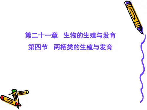 苏教版生物八下21.4《两栖类的生殖和发育》 课件(共17张PPT)