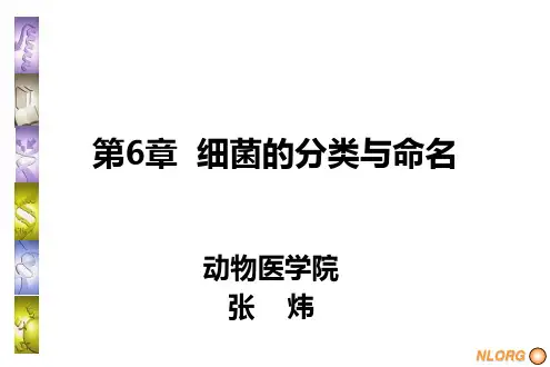5细菌的分类与命名
