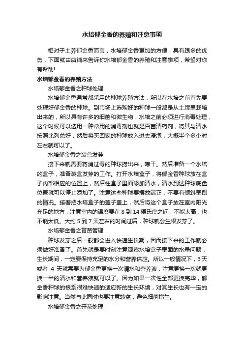 水培郁金香的养殖和注意事项