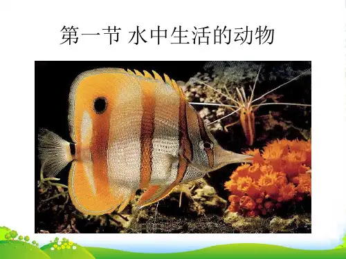 八年级生物上册 第一章 第一节 水中生活的动物课件 新人教