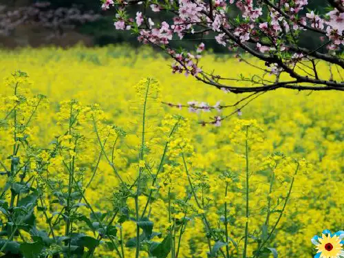 四年级下册科学课件 -2.1 油菜花开了｜教科版 (共21张PPT)