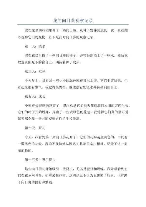 我的向日葵观察记录