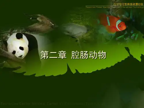 腔肠动物