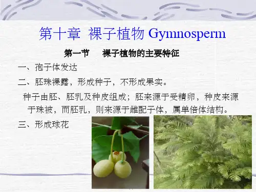 《裸子植物》PPT课件