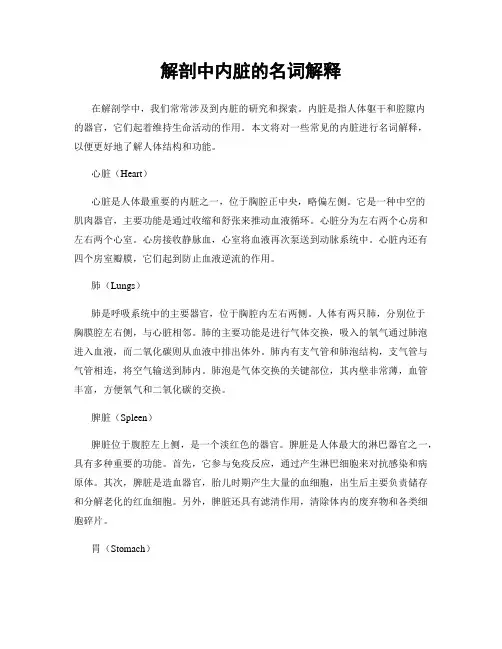 解剖中内脏的名词解释