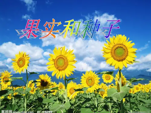 -2.1果实和种子--[1]PPT课件