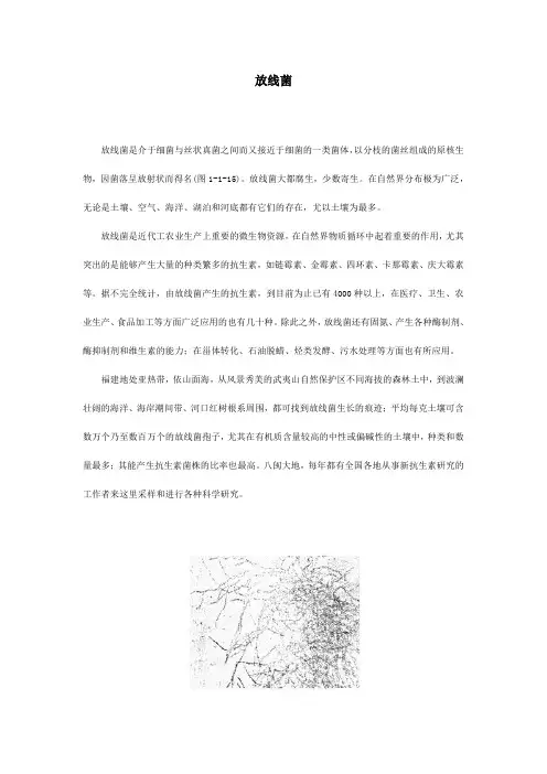 放线菌