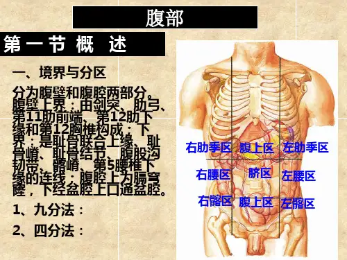 断层解剖学课件：腹部