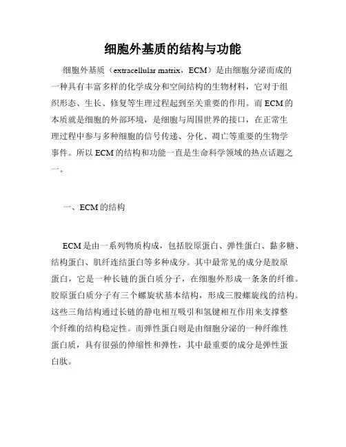 细胞外基质的结构与功能