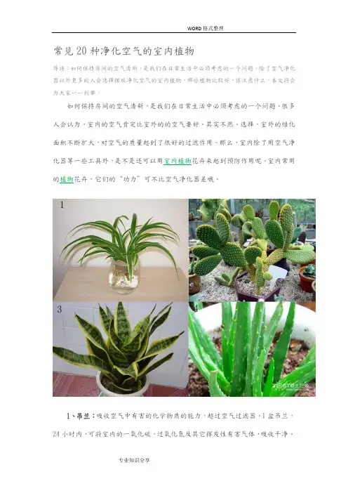 常见20种净化空气的室内植物