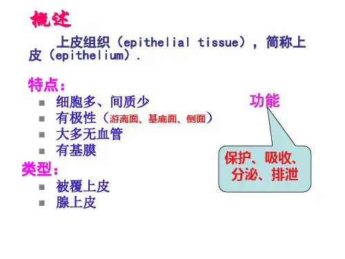 组织学上皮组织
