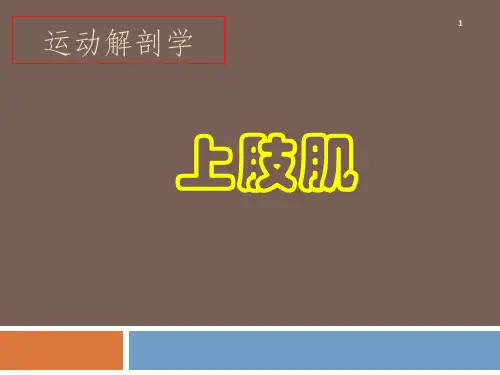 15 上肢肌 《运动解剖学》课件