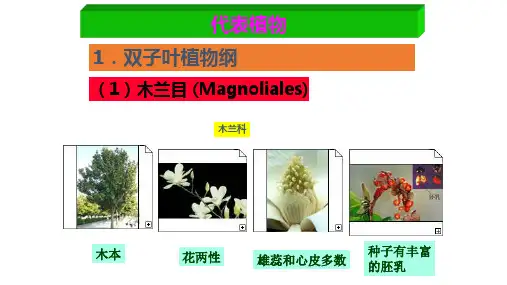 木兰科植物