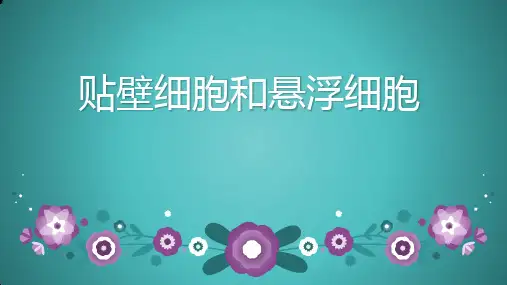 贴壁细胞和悬浮细胞