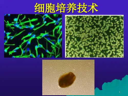 细胞培养技术 第一章 绪论和基本理论