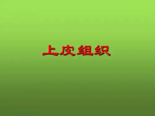 组织胚胎学 上皮组织