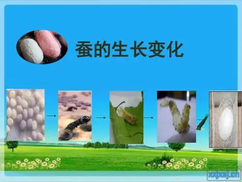 2、蚕的生长变化