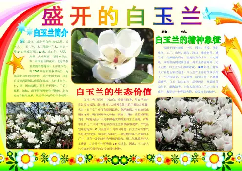 盛开的白玉兰小学生电子小报成品,简报报刊手抄报模板,画报剪报板报样板,电脑报纸示范样例A3