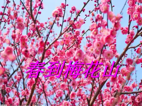 语文一下《春到梅花山》精品课件