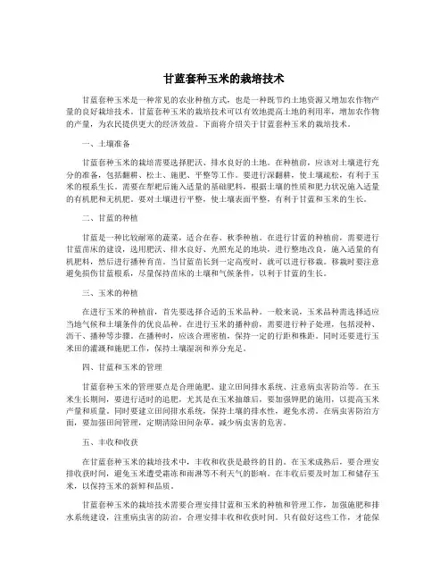 甘蓝套种玉米的栽培技术