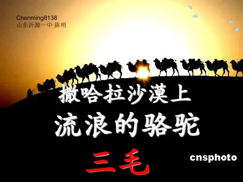 撒哈拉沙漠上流浪的骆驼——三毛 PPT课件