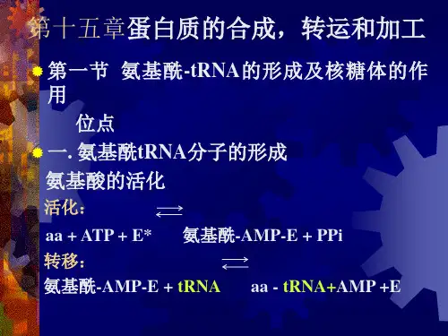 十五章蛋白质的合成转运和加工