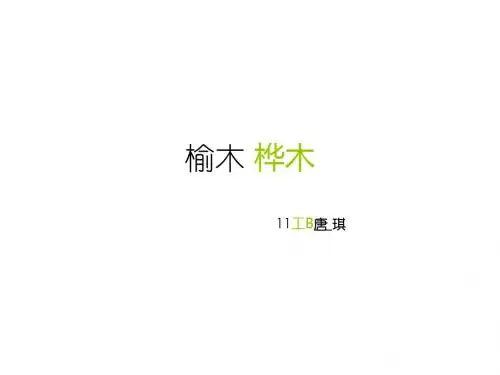 榆木 桦木