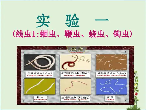 医本一蛔虫钩虫鞭虫蛲虫