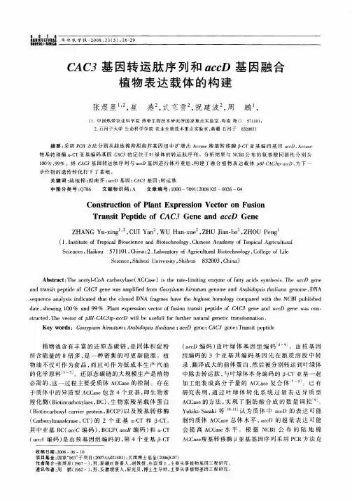 CAC3基因转运肽序列和accD基因融合植物表达载体的构建