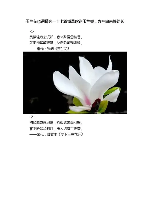 玉兰花诗词精选一十七首微风吹送玉兰香，兴味由来静处长