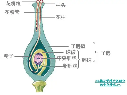 果实和种子的形成