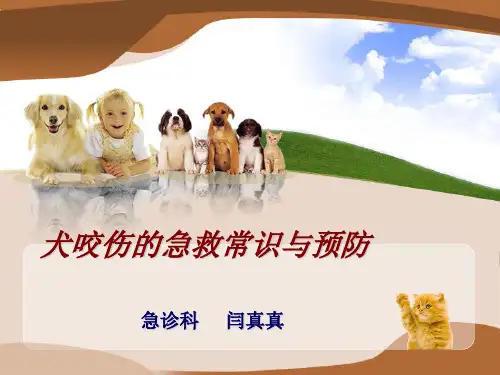 犬咬伤急救常识与预防