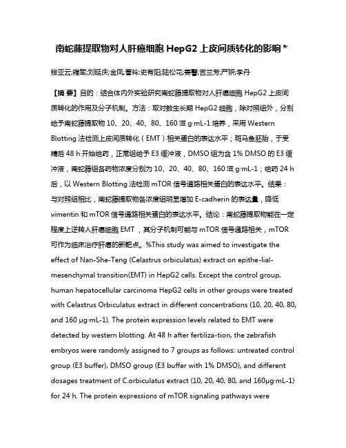 南蛇藤提取物对人肝癌细胞HepG2上皮间质转化的影响＊
