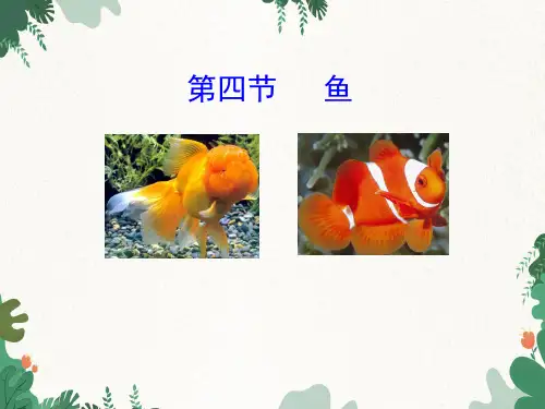 人教版生物八年级上册 5.1.4《鱼》课件(共25张PPT)