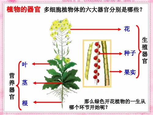 《种子的萌发》课件