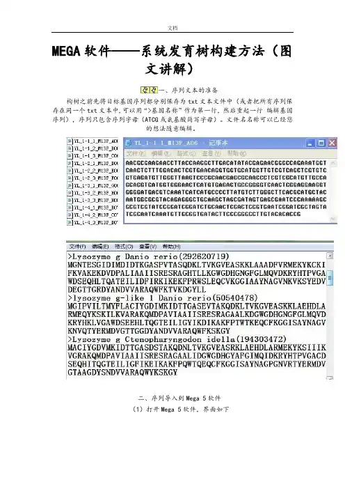MEGA软件——系统发育树构建方法