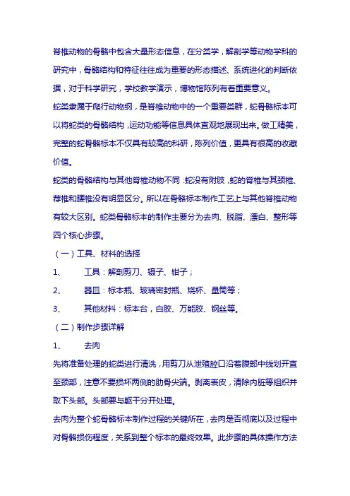 蛇骨标本制作