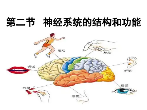 第二节神经系统的结构和功能课件