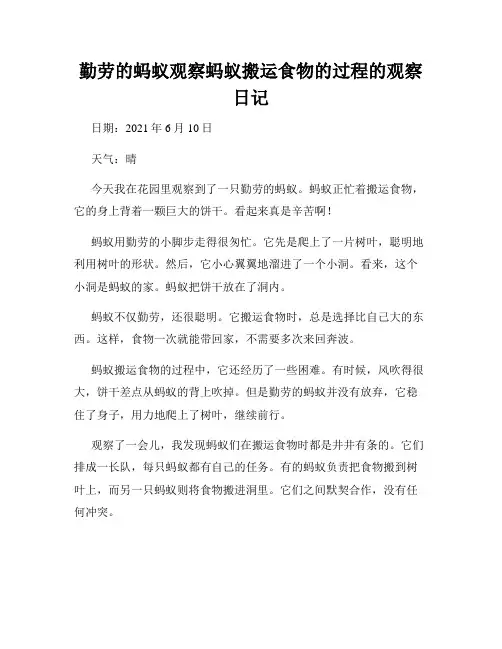 小学三年级作文勤劳的蚂蚁观察蚂蚁搬运食物的过程的观察日记