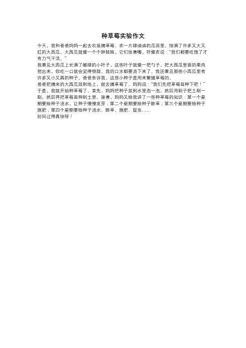 种草莓实验作文