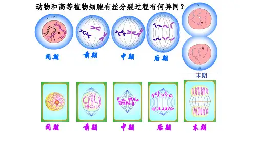 高中生物必修一课件有丝分裂3实验