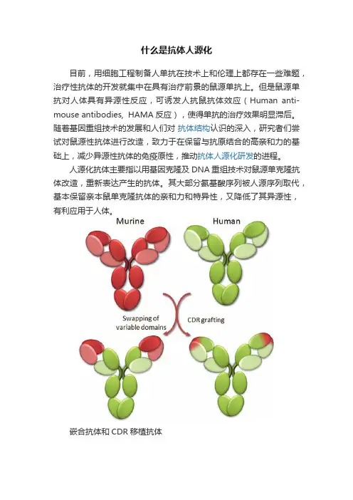 什么是抗体人源化