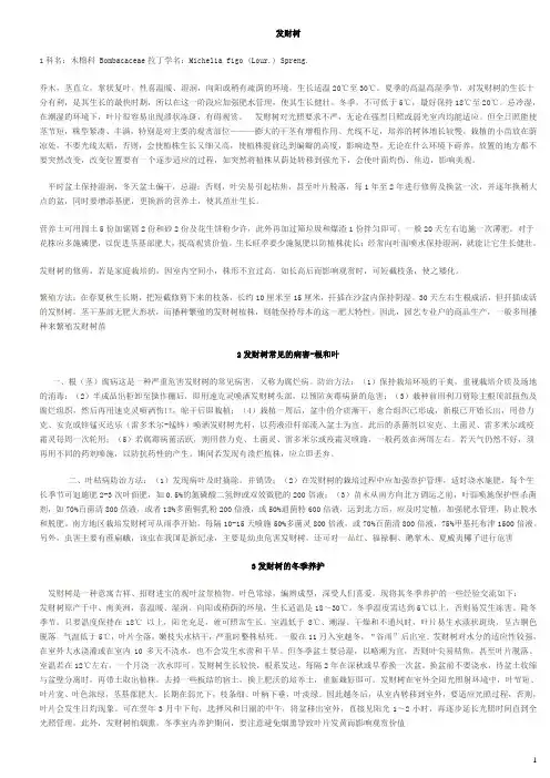 发财树资料大全-最全的发财树资料