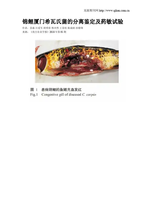 锦鲤厦门希瓦氏菌的分离鉴定及药敏试验