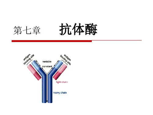 抗体酶