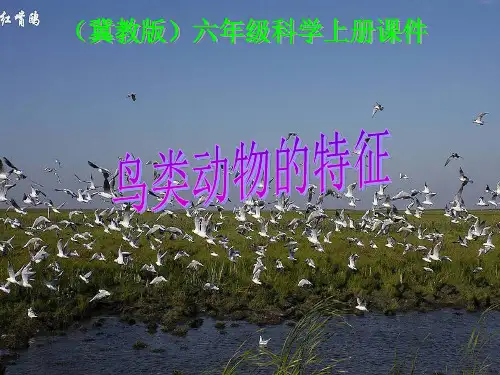 改 冀教版小学科学六年级上册《鸟类动物的特征》课件
