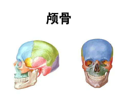 运动系统--颅骨